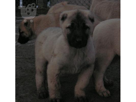 PoulaTo: Τουρκικά kangal